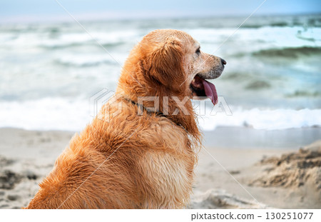 Adorable Golden Retriever Dog Sits On A Sandy Beach Looking Far At The Sea 130251077