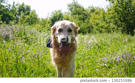 Cute Golden Retriever Running On A Green Field Outdoors Cute Golden Retriever Running On A Green Field Outdoors 130251086