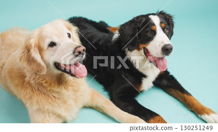 Golden retriever and bernese mountain dog panting on turquoise background 130251249