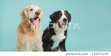 Golden retriever and bernese mountain dog panting on turquoise background 130251250