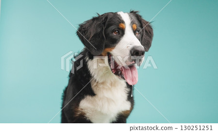 Bernese mountain dog panting with tongue out on turquoise background 130251251