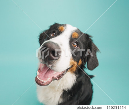 Bernese mountain dog smiling on turquoise background 130251254