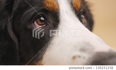 Bernese mountain dog showing brown eyes and wet nose 130251256