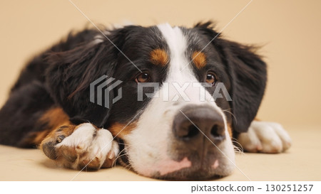 Bernese mountain dog resting head on paws: close-up portrait 130251257