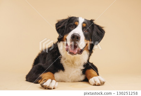 Bernese mountain dog lying down and looking at camera 130251258