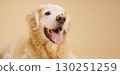 Golden retriever panting on beige background: happy dog portrait 130251259