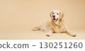 Golden retriever lying down and panting on beige background 130251260