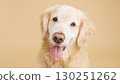 Golden retriever posing on beige background with tongue out 130251262