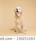 Happy golden retriever dog sitting and panting on beige background 130251263