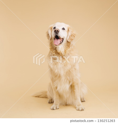 Happy golden retriever dog sitting and panting on beige background 130251263