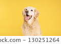 Golden retriever panting and looking up on yellow background 130251264