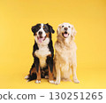 Bernese mountain dog and golden retriever posing on yellow background 130251265