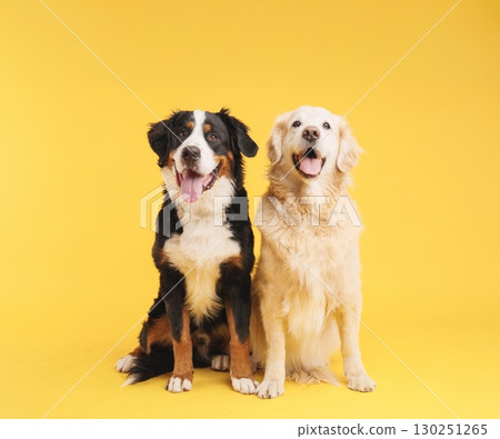 Bernese mountain dog and golden retriever posing on yellow background 130251265