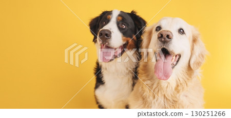 Bernese mountain dog and golden retriever panting on yellow background 130251266
