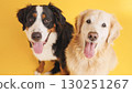 Bernese mountain dog and golden retriever panting on yellow background 130251267