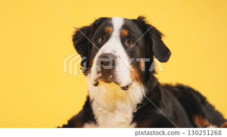Bernese mountain dog posing on yellow background 130251268