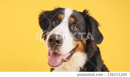 Bernese mountain dog smiling on yellow background Bernese mountain dog smiling on yellow background 130251269