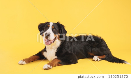 Bernese mountain dog lying down on yellow background Bernese mountain dog lying down on yellow background 130251270