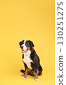 Bernese mountain dog sitting and looking up on yellow background 130251275