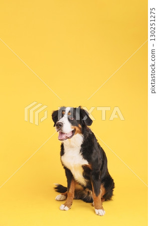 Bernese mountain dog sitting and looking up on yellow background 130251275
