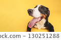 Bernese mountain dog panting on yellow background 130251288