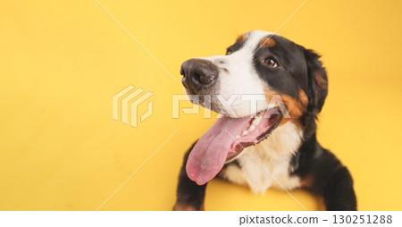 Bernese mountain dog panting on yellow background 130251288