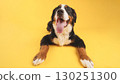Bernese mountain dog lying down with tongue out on yellow background 130251300