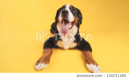 Bernese mountain dog lying down with tongue out on yellow background 130251300