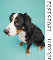 Bernese mountain dog sitting and looking up on turquoise background 130251302