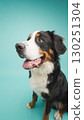 Bernese mountain dog sitting and looking up on turquoise background 130251304
