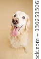 Golden retriever panting and looking up on beige background 130251306