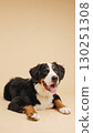 Bernese mountain dog lying down on beige background 130251308