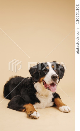 Bernese mountain dog lying down on beige background Bernese mountain dog lying down on beige background 130251308