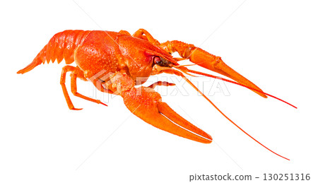 red boiled crayfish, isolated on white background with clipping path red boiled crayfish, isolated on white background with clipping path 130251316