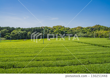 A view of the tea fields around Comet Discovery Hill Park in Kakegawa City (Shizuoka Prefecture) A view of the tea fields around Comet Discovery Hill Park in Kakegawa City (Shizuoka Prefecture) 130251448