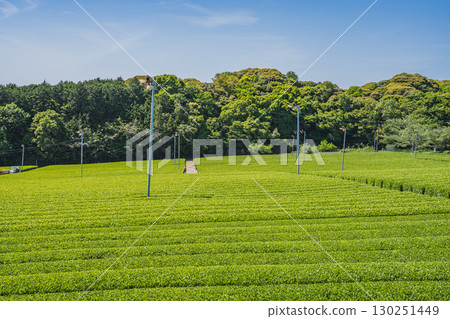 靜岡縣掛川市彗星探索之丘公園週邊茶園的景色 130251449
