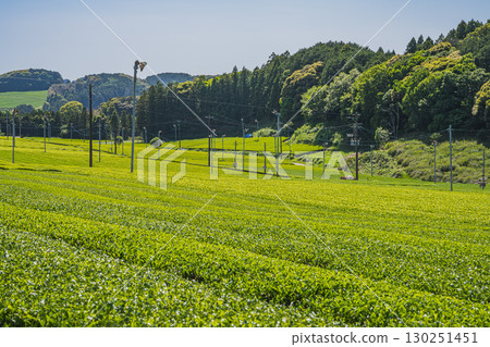 A view of the tea fields around Comet Discovery Hill Park in Kakegawa City (Shizuoka Prefecture) 130251451