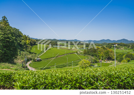 靜岡縣掛川市彗星探索之丘公園週邊茶園的景色 130251452