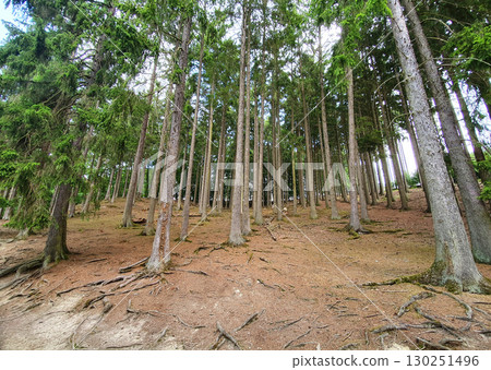 Green spring forest with much trees. Sunny weather. Nature background. Green spring forest with much trees. Sunny weather. Nature background. 130251496