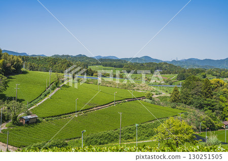 A view of the tea fields around Comet Discovery Hill Park in Kakegawa City (Shizuoka Prefecture) 130251505