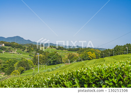 靜岡縣掛川市彗星探索之丘公園週邊茶園的景色 靜岡縣掛川市彗星探索之丘公園週邊茶園的景色 130251506