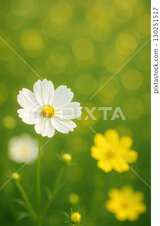 Soft bokeh background, white and yellow cosmos 130251517