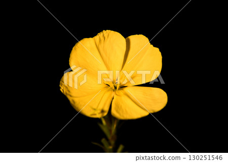 Nature, sunset and family in canola field walking on 130251546