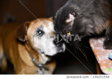 A black cat sitting in a hallway with lanterns and rose petals scattered 130251548