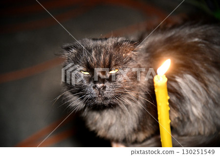 A black cat sitting in a hallway with lanterns and rose petals scattered A black cat sitting in a hallway with lanterns and rose petals scattered 130251549