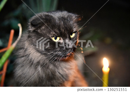 A black cat sitting in a hallway with lanterns and rose petals scattered A black cat sitting in a hallway with lanterns and rose petals scattered 130251551