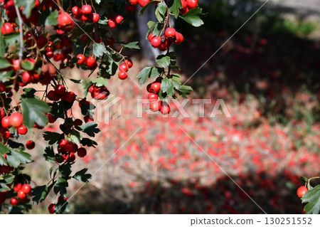A branch full of red hawthorn berries in early autumn. Hawthorn A branch full of red hawthorn berries in early autumn. Hawthorn 130251552