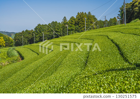 A view of the tea fields around Comet Discovery Hill Park in Kakegawa City (Shizuoka Prefecture) A view of the tea fields around Comet Discovery Hill Park in Kakegawa City (Shizuoka Prefecture) 130251575