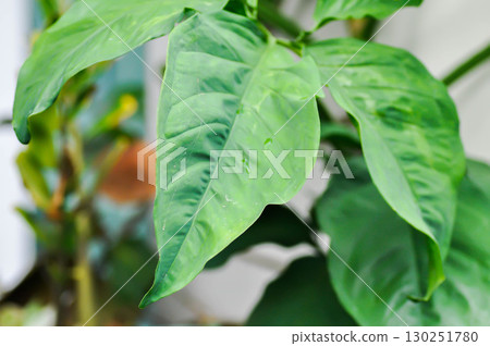 Syngonium podophyllum , Arrowhead Plant or African Evergreen 130251780