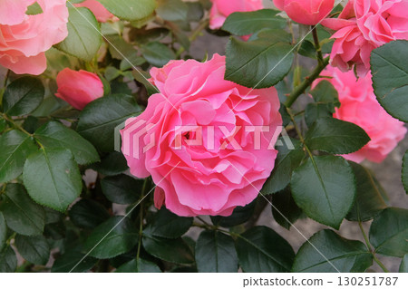 Rosa odoratabush with pink flowers is growing in cottage garden.  Blooming light purple flower. Sunny day. Flowers is blooming as garden plants. 130251787